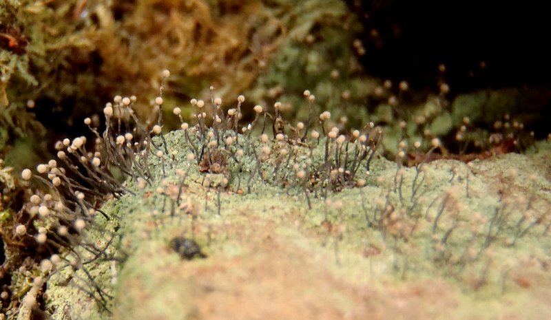 Chaenotheca gracilenta