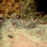 Chaenotheca gracilenta