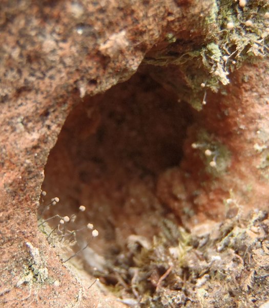 Chaenotheca gracilenta