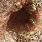 Chaenotheca gracilenta