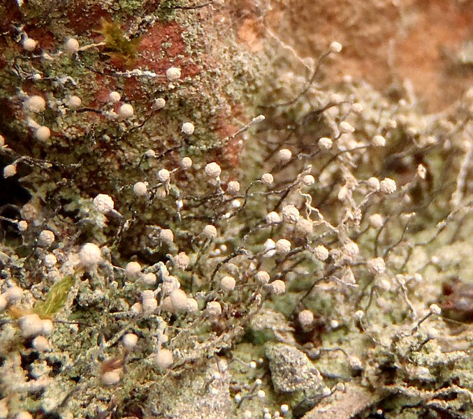 Chaenotheca gracilenta