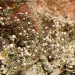Chaenotheca gracilenta