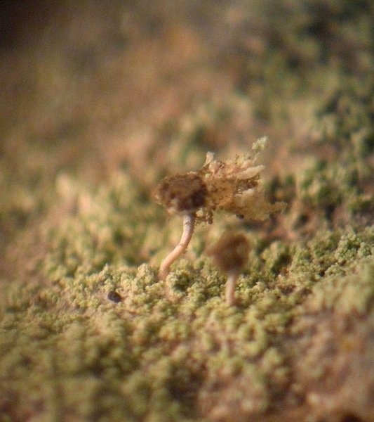 Chaenotheca gracilenta
