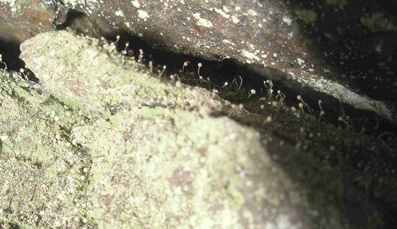 Chaenotheca gracilenta