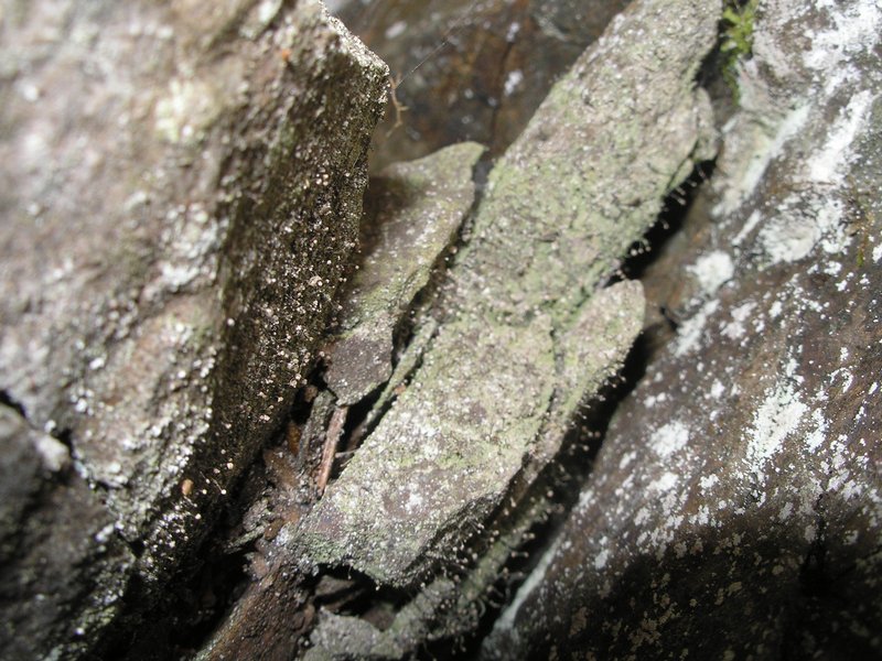 Chaenotheca gracilenta