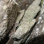 Chaenotheca gracilenta