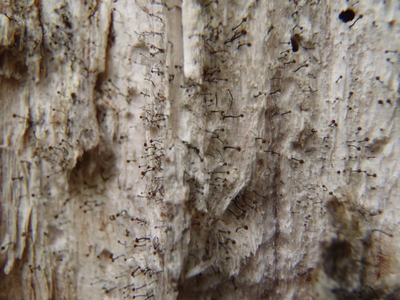 Chaenotheca gracillima