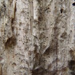 Chaenotheca gracillima
