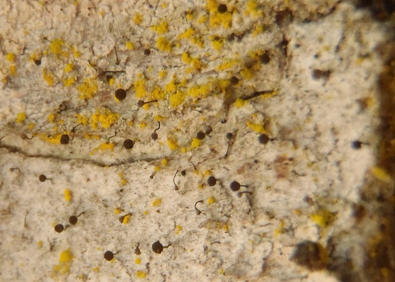 Chaenotheca hispidula