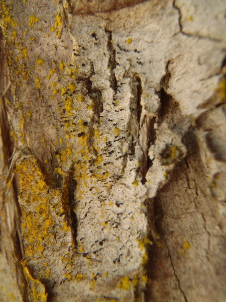Chaenotheca hispidula