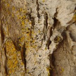 Chaenotheca hispidula
