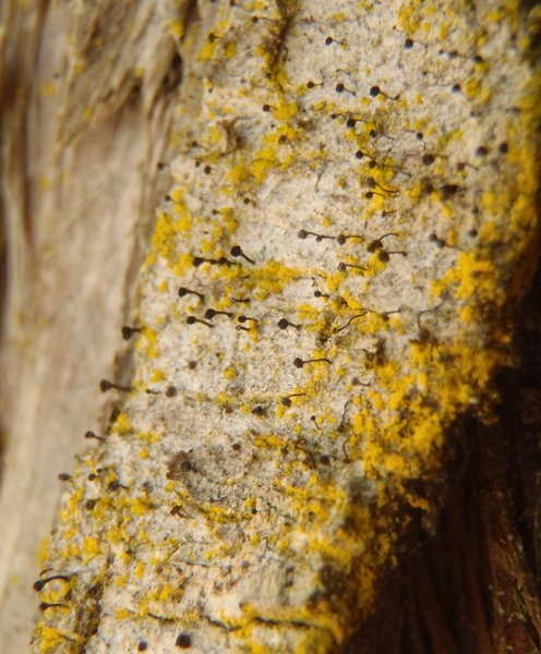 Chaenotheca hispidula