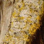 Chaenotheca hispidula