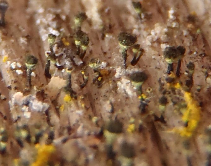Chaenotheca hispidula