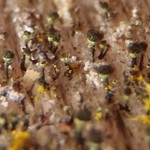 Chaenotheca hispidula