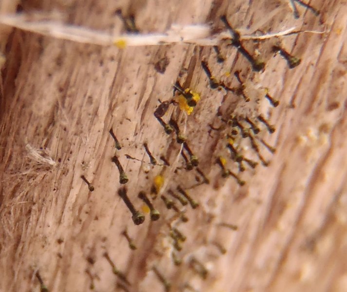 Chaenotheca hispidula