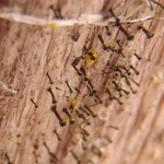 Chaenotheca hispidula