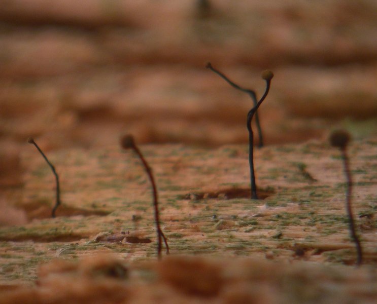 Chaenotheca nitidula