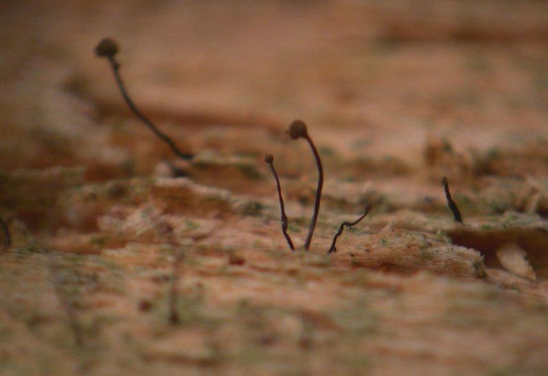 Chaenotheca nitidula