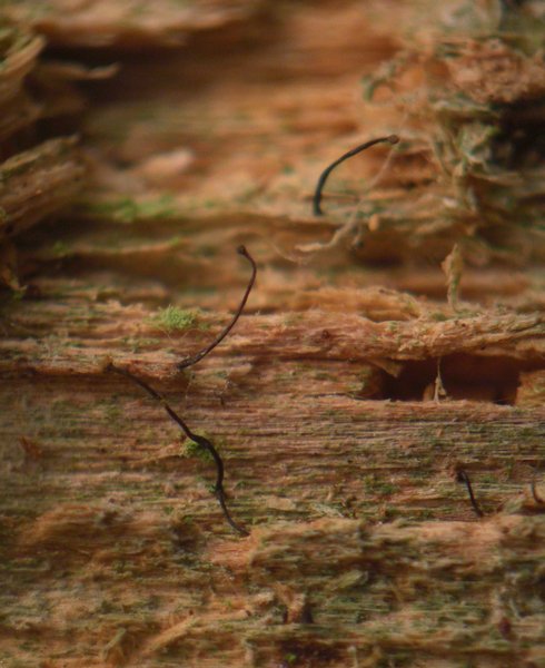 Chaenotheca nitidula