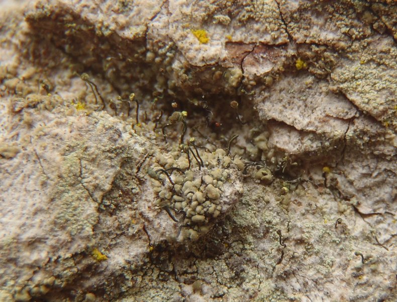 Chaenotheca phaeocephala