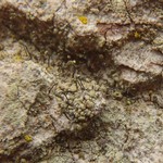 Chaenotheca phaeocephala
