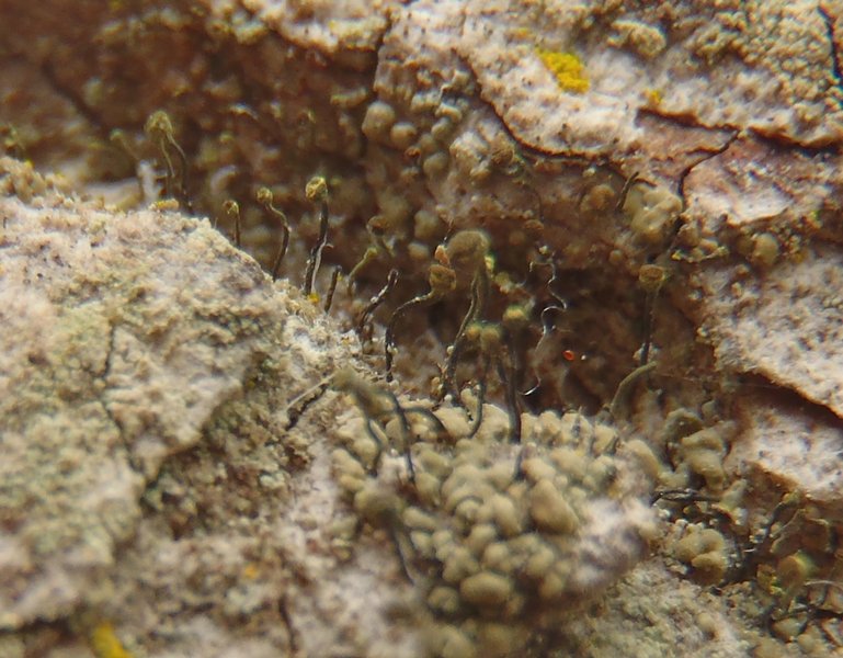 Chaenotheca phaeocephala