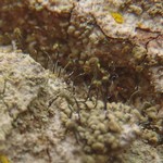 Chaenotheca phaeocephala
