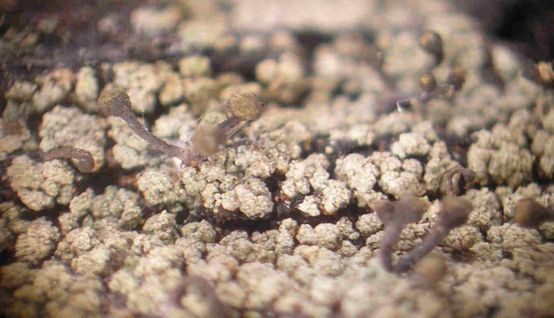Chaenotheca phaeocephala