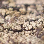 Chaenotheca phaeocephala