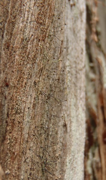 Chaenotheca sphaerocephala