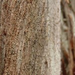 Chaenotheca sphaerocephala