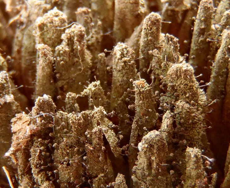 Chaenotheca sphaerocephala
