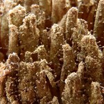 Chaenotheca sphaerocephala