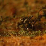 Chaenotheca stemonea
