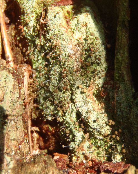 Chaenotheca stemonea