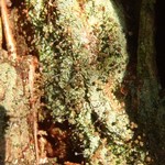 Chaenotheca stemonea