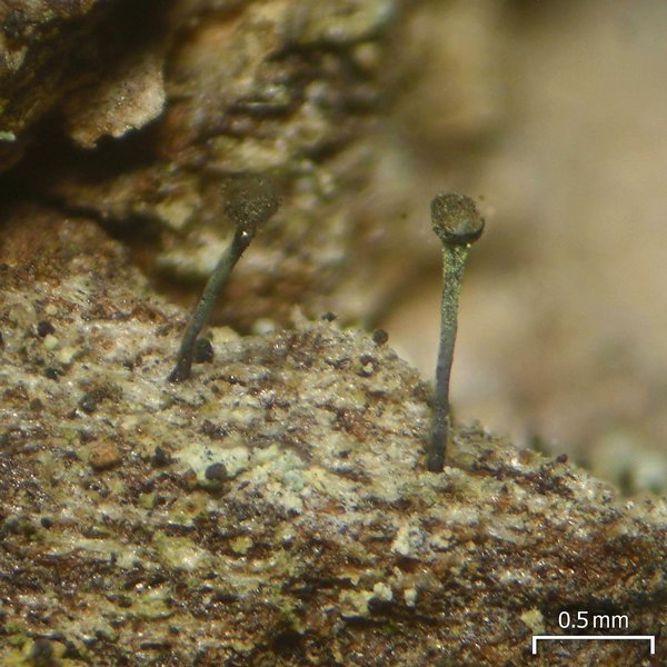 Chaenotheca subroscida