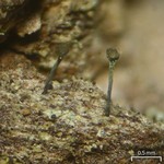 Chaenotheca subroscida
