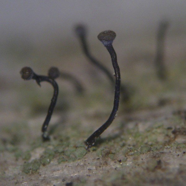 Chaenotheca trichialis