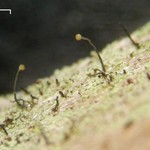 Chaenotheca trichialis