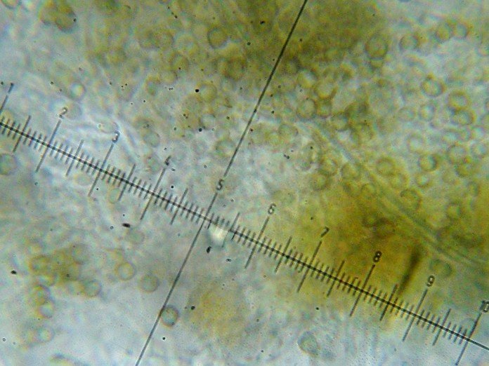 Chaenotheca trichialis