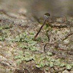 Chaenotheca trichialis
