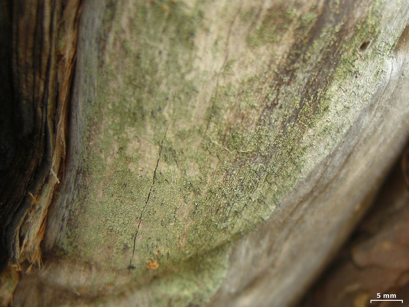 Chaenotheca trichialis