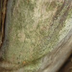 Chaenotheca trichialis