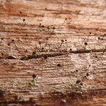 Chaenotheca trichialis