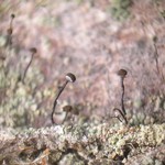 Chaenotheca trichialis