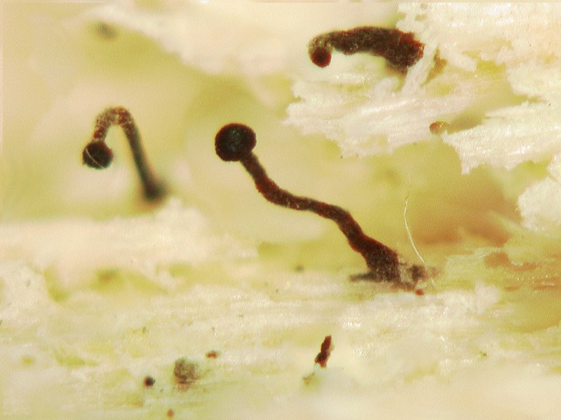 Chaenothecopsis haematopus