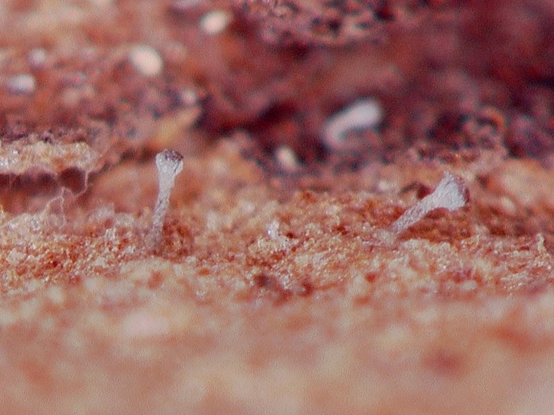 Chaenothecopsis marcineae