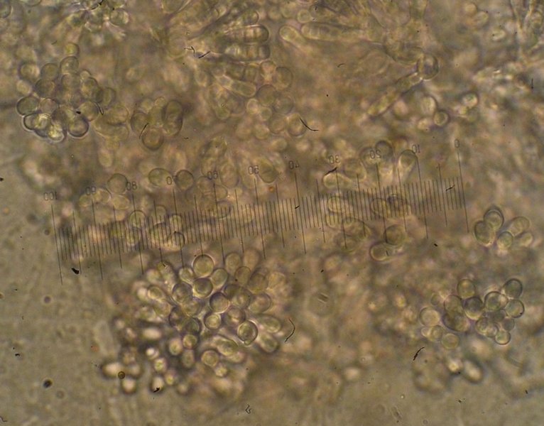 Cheiromycina flabelliformis